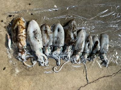 終盤だけど連発