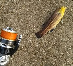 強引な引っぱりにドキドキ!