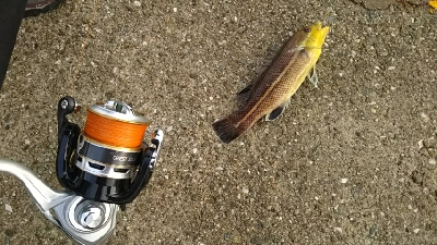 強引な引っぱりにドキドキ!