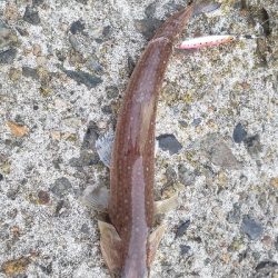 あかんかったー