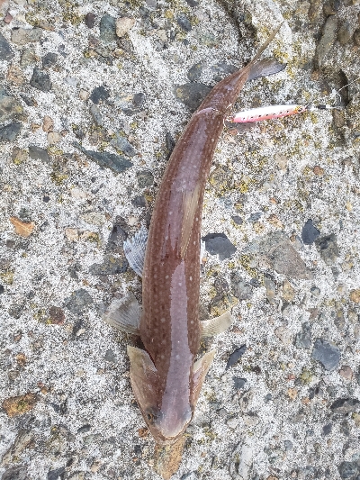 あかんかったー