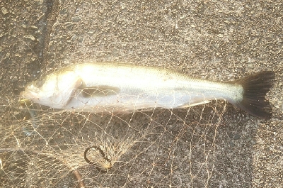 シーバスゲット　サバは活性高し