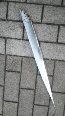 ジアイ短っ！！！