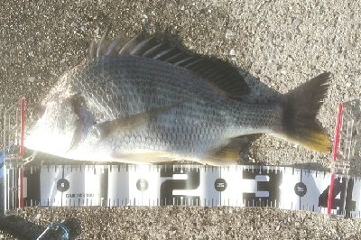 テクトロでキビレ　シーバスはバラシ