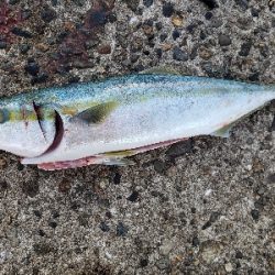 ツバスのようなハマチ