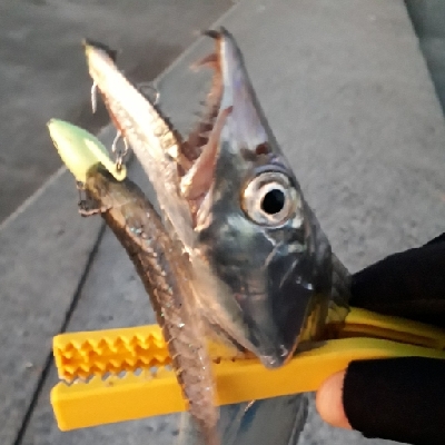 朝マヅメで太刀魚狙い！