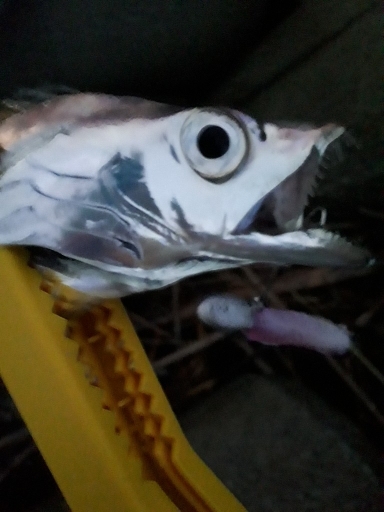 和歌山青岸タチウオ釣行