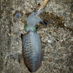 昨日のリベンジ(^-^)