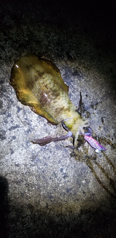 久しぶりのエギング❗