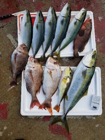 明石、タイラバ、ジギング