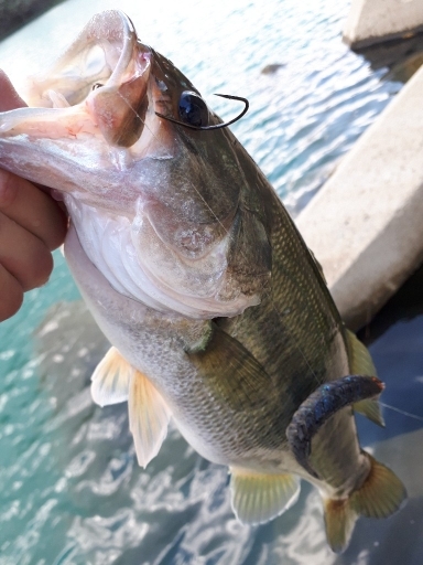 川辺ワンド攻略！！