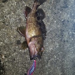 エギでガッシー