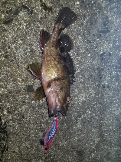 エギでガッシー