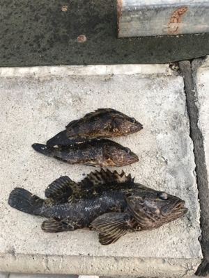 メバル 魚子メタル