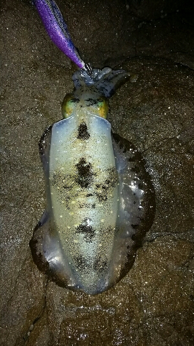 どこも釣人だらけ