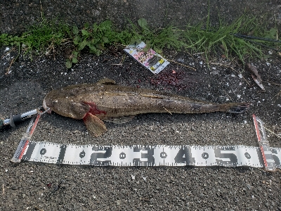 短時間釣行で記録更新❗