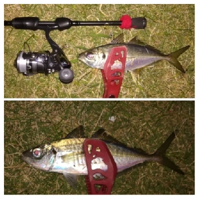 アジンガー1850〜1935 2105〜2…