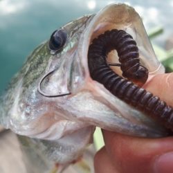 紀の川川辺ワンド釣行