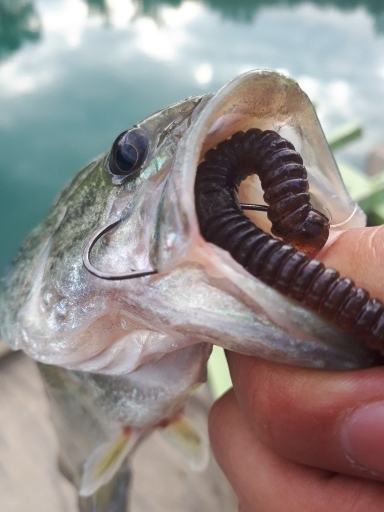 紀の川川辺ワンド釣行