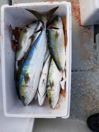 明石、タイラバ、ジギング