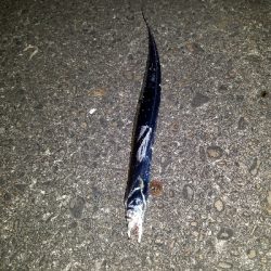 タチウオ宮崎港