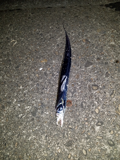 タチウオ宮崎港