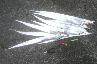 この時期にやっとタチウオ勢いづく