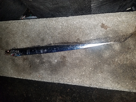 タチウオからの青物