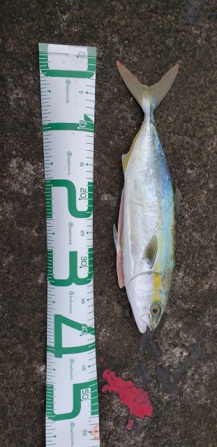 シラスパターン？