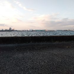 チビカサゴ大漁