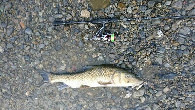 リバーシーバス