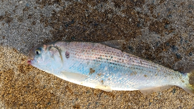 2019年11月30日釣行in姪浜漁港周辺…