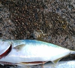 ハマチ２匹と太刀魚1匹