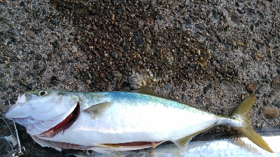 ハマチ２匹と太刀魚1匹