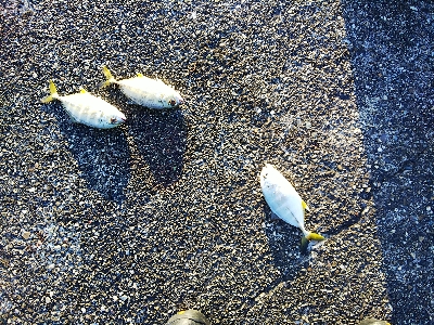 メッキシーズン終盤