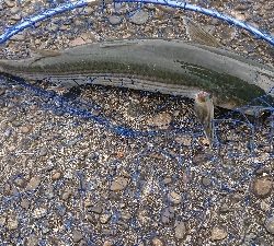 須崎漁港フカセ