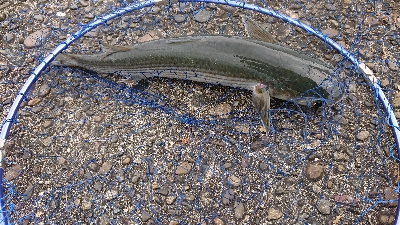 須崎漁港フカセ