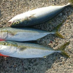 本日2回目昼から釣行。