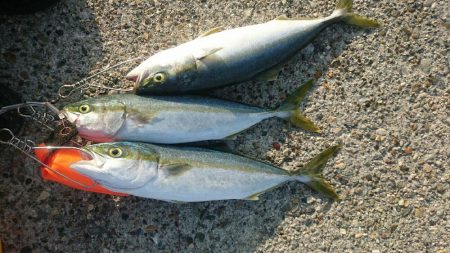 本日2回目昼から釣行。