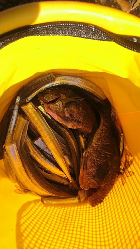 サヨリ！フィーバー