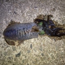 ライトエギングでまさかの…