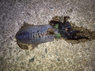 ライトエギングでまさかの…