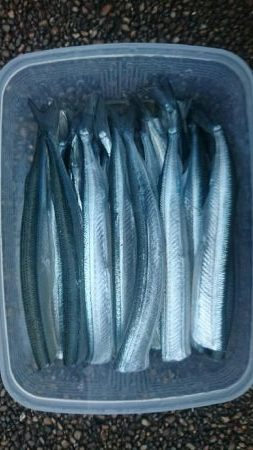 2日連続サヨリフィーバー