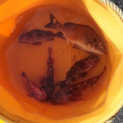 コフダイの当たり無し