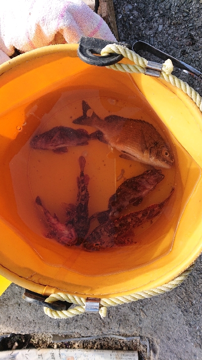 コフダイの当たり無し