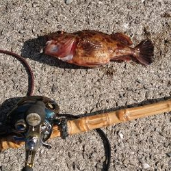 コフダイ釣りと探り釣り