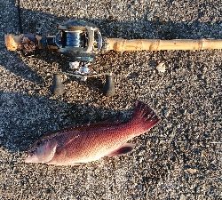 五目釣りとコフダイ釣り