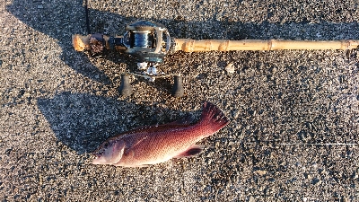 五目釣りとコフダイ釣り