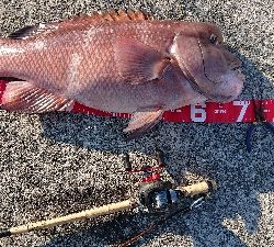 コフダイ釣り2年ぶりの70センチ超