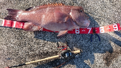 コフダイ釣り2年ぶりの70センチ超
